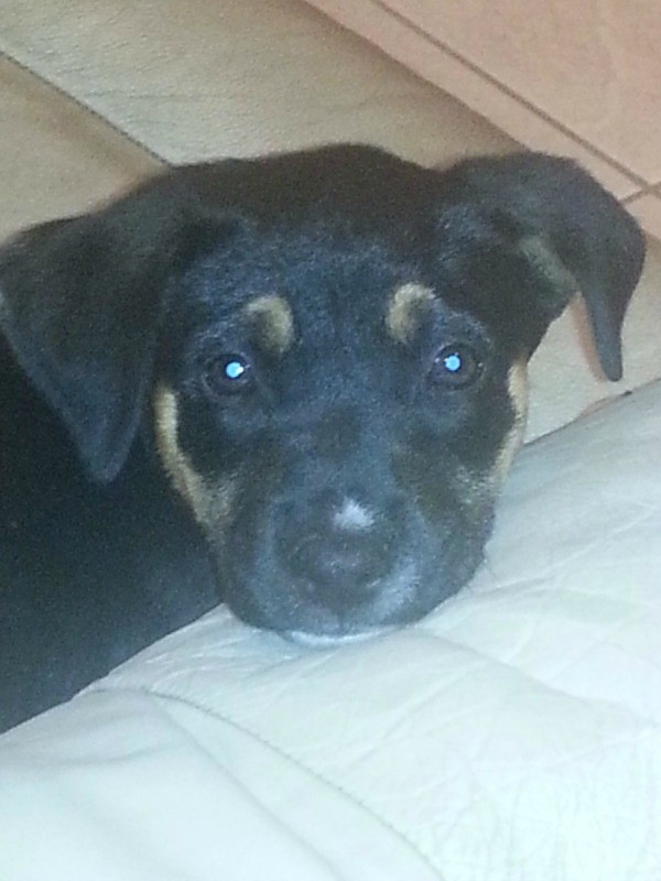Where Can I Find Someone To Breed My Dog With Where Can I Find Someone To Breed My Dog With