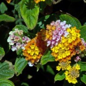 closeup of lantana flowers