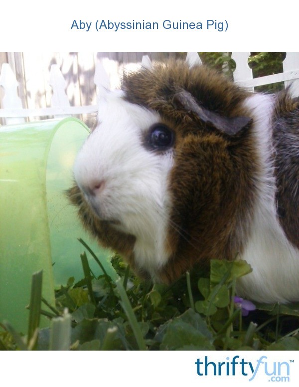 3 Month Old Guinea Pig Diet Celery
