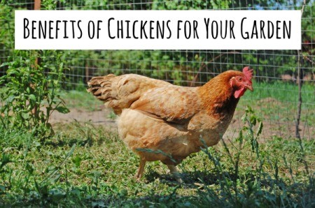 Keeping Chickens Safe in Hot Weather