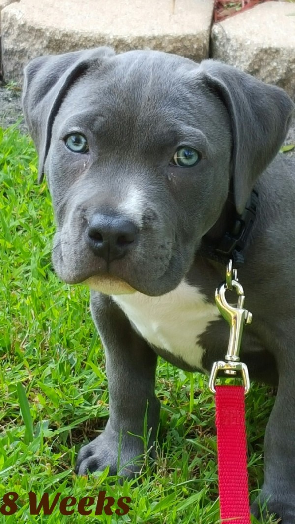Pit Bull Breed Information and Photos ThriftyFun