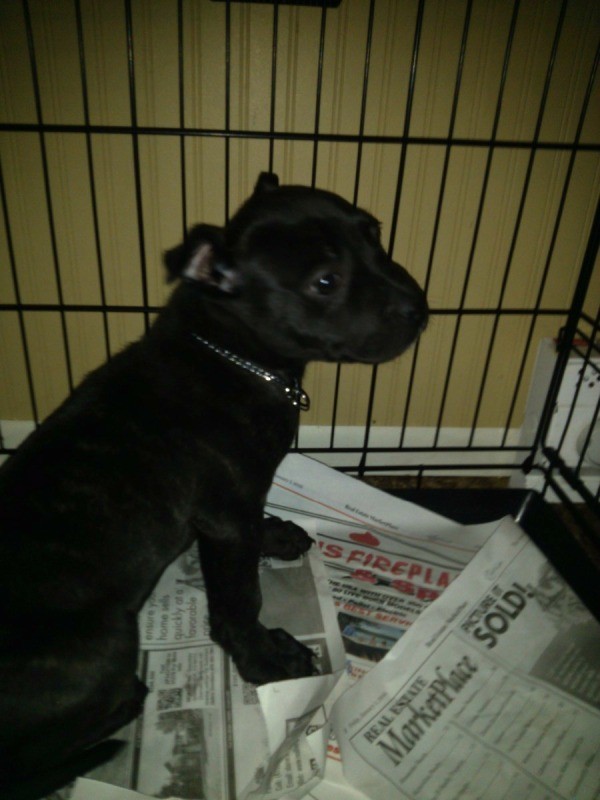 what breed is my puppy what breed is my thriftyfun what breed is my puppy what breed is my thriftyfun