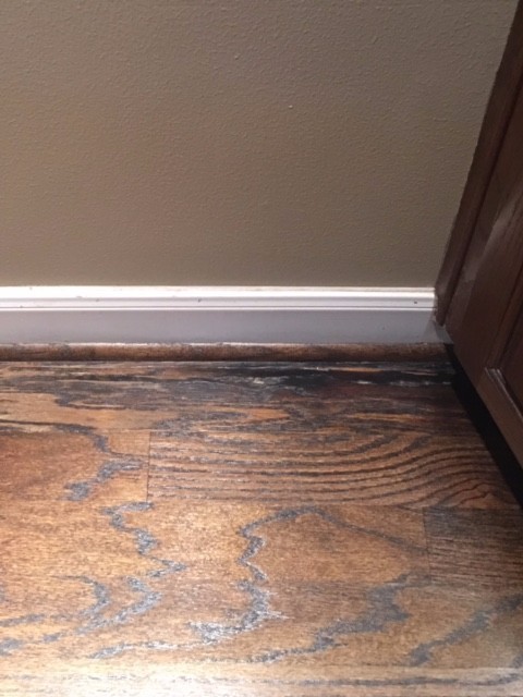 How Do I Get Cat Urine Smell Out Of Hardwood Floors | Floor Roma