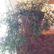 green twiggy plant