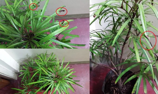 Houseplant Identification | ThriftyFun