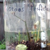 Rooting Roses