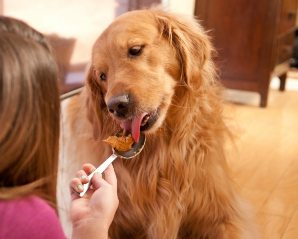 is-peanut-butter-okay-for-dogs-thriftyfun