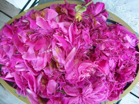 Peony petals