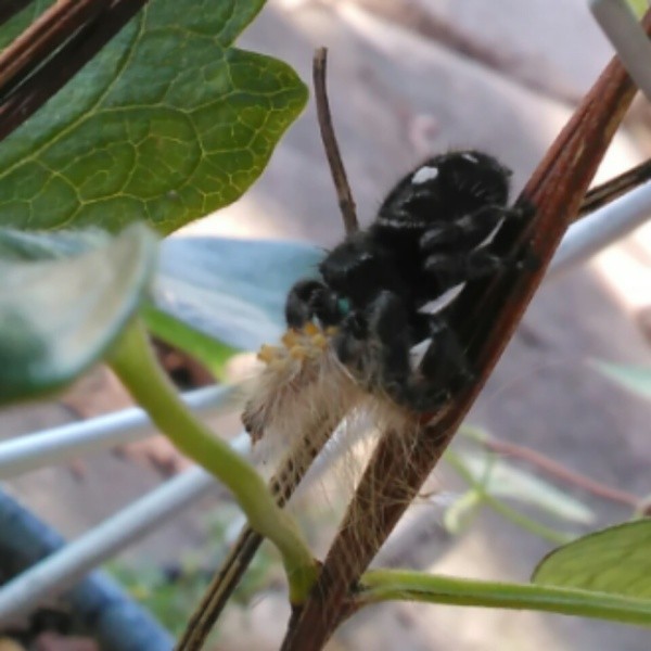 Mantis Watches Jumping Spider Eat Caterpillar ThriftyFun