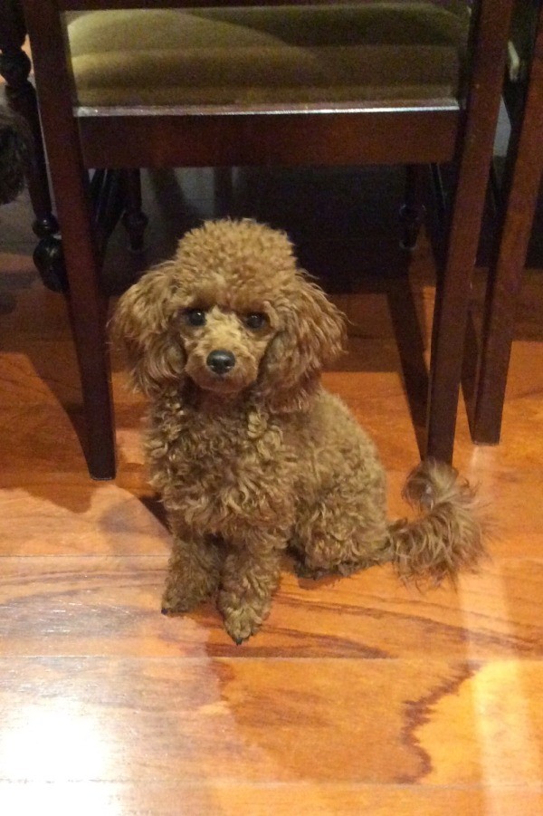 Dog Has Started Pooping In The House Dog Has Started Pooping In The House