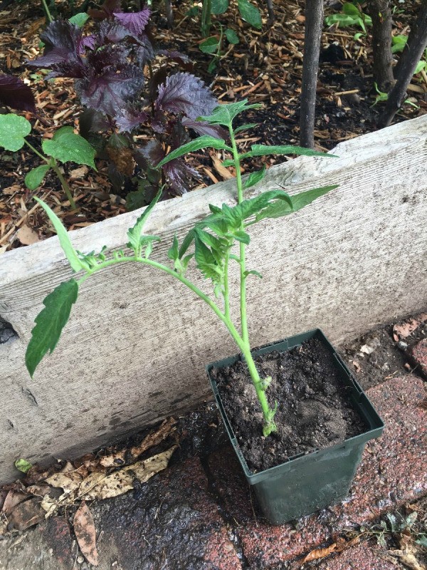 What is the botanical name for the tomato plant?