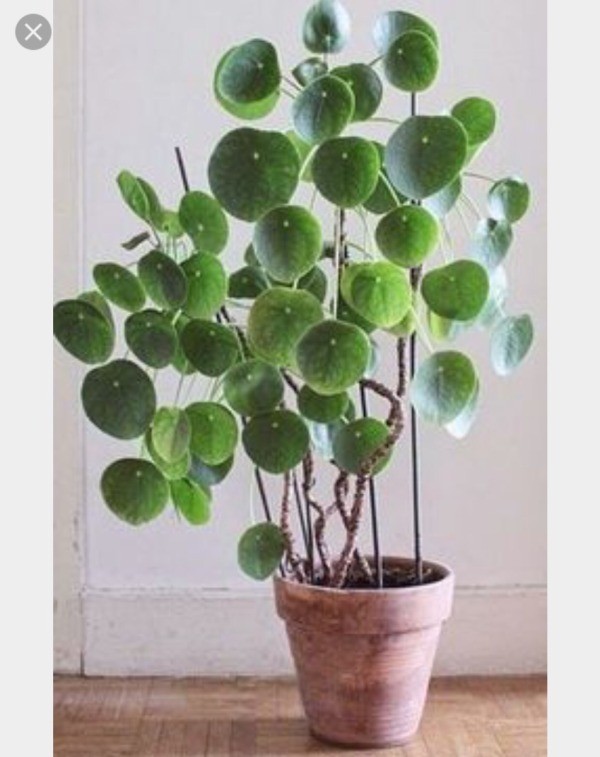 What Is This Houseplant ThriftyFun