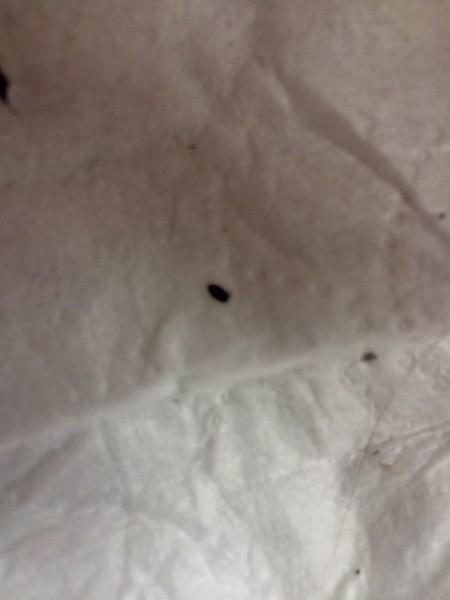 bugs tiny head itch hair human fleas making rid found getting woman cut ad thriftyfun