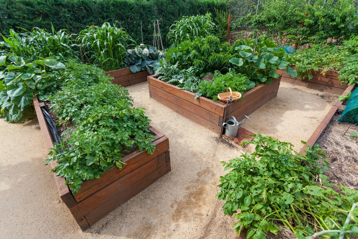 Making A Raised Bed Vegetable Garden Thriftyfun