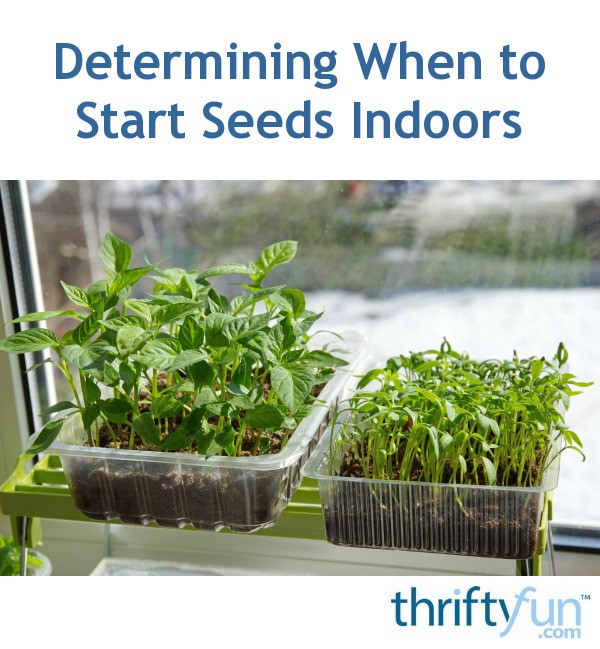 Steps To Figuring Out When To Start Seeds Indoors Thriftyfun