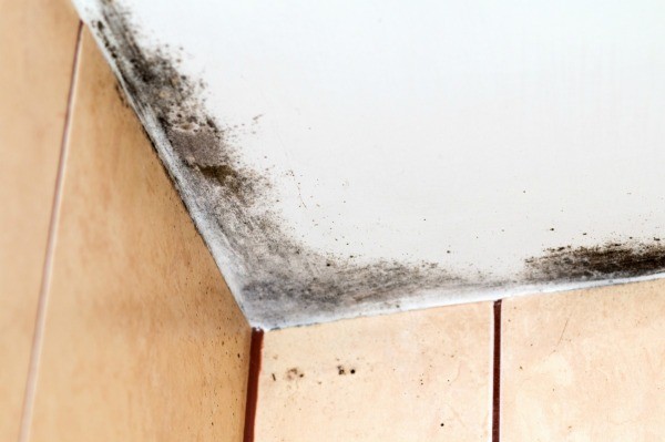 How do you remove ceiling mold?