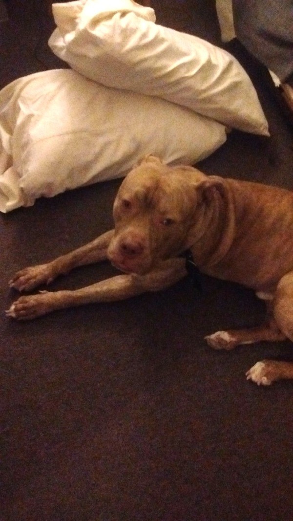 Is My Pit Bull Full Blooded? ThriftyFun