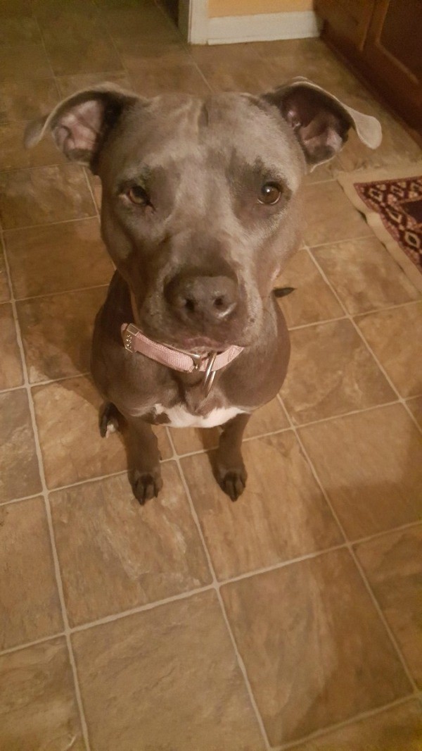 How do I get the AKC papers for my pit bull?
