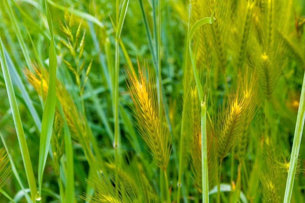 Getting Rid Of Foxtails In My Lawn Thriftyfun