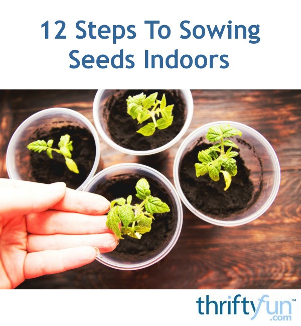 Steps To Sowing Seeds Indoors Thriftyfun