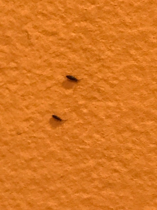 small black bugs