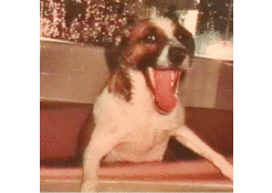 Russell (Jack Russell Terrier)