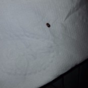 Getting Rid of Tiny Hard Shelled Flying Bugs