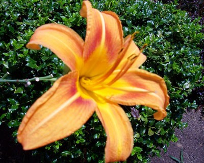 daylily05.jpg