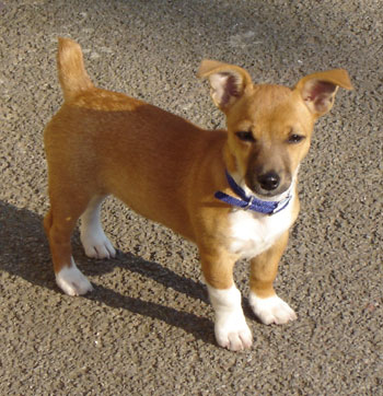 Corgi Jack Rus Puppy Goldenacresdogs Corgi Jack Rus Puppy