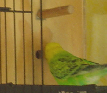 BB (Bert's Buddy) - Parakeet