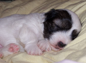 Olivia (Coton de Tulear)