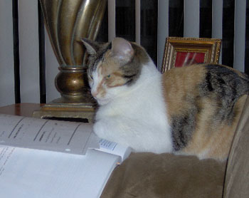 Shelby - Calico Cat