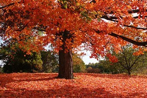 Picture of A Maple Tree in Fall