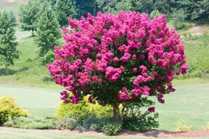 Pruning a Crepe Myrtle Tree