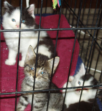 Kittens - Sugar, Booger and Patches