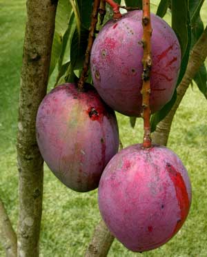 Growing a Mango Tree