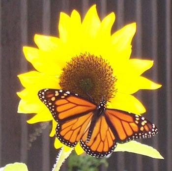 Monarch? Butterfly