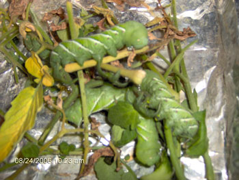 Tomato Hornworms