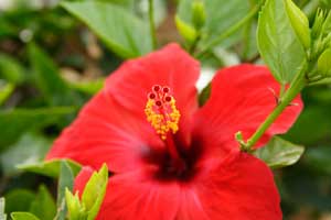 Pruning a Hibiscus