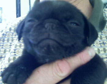 Snuggles (Pug) the Puppy