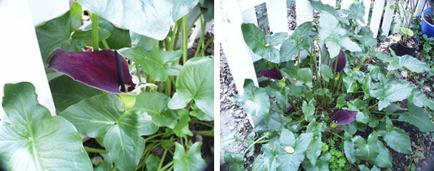 Purple Calla Lily