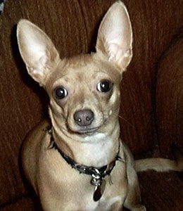 Precious (Chihuahua)