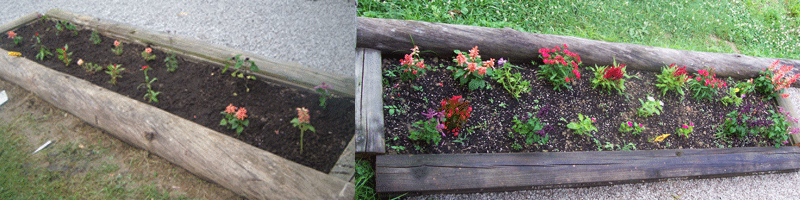FlowerBed800x200.gif