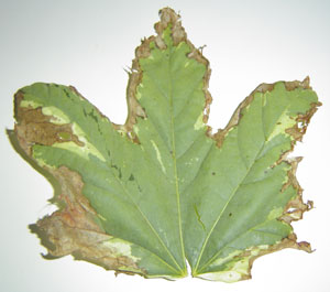 Harlequin Maple Leaf