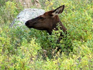 Elk in Estes Park, Colorado