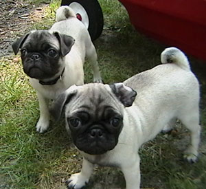 Cain and Abel (Pugs)