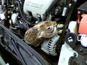 Rabbit In Engine