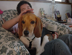 Francis (Beagle)