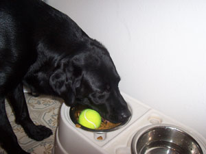 Pato (Black Lab)