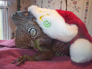 Happy New Year From Rex (Green Iguana)